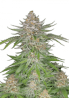 Strawberry Pie Auto