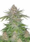 Strawberry Pie Auto