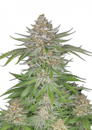 Strawberry Pie Auto