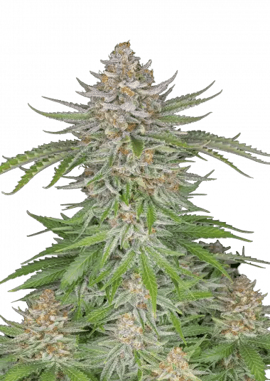 Strawberry Pie Auto