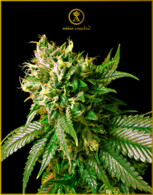Strong Skunk