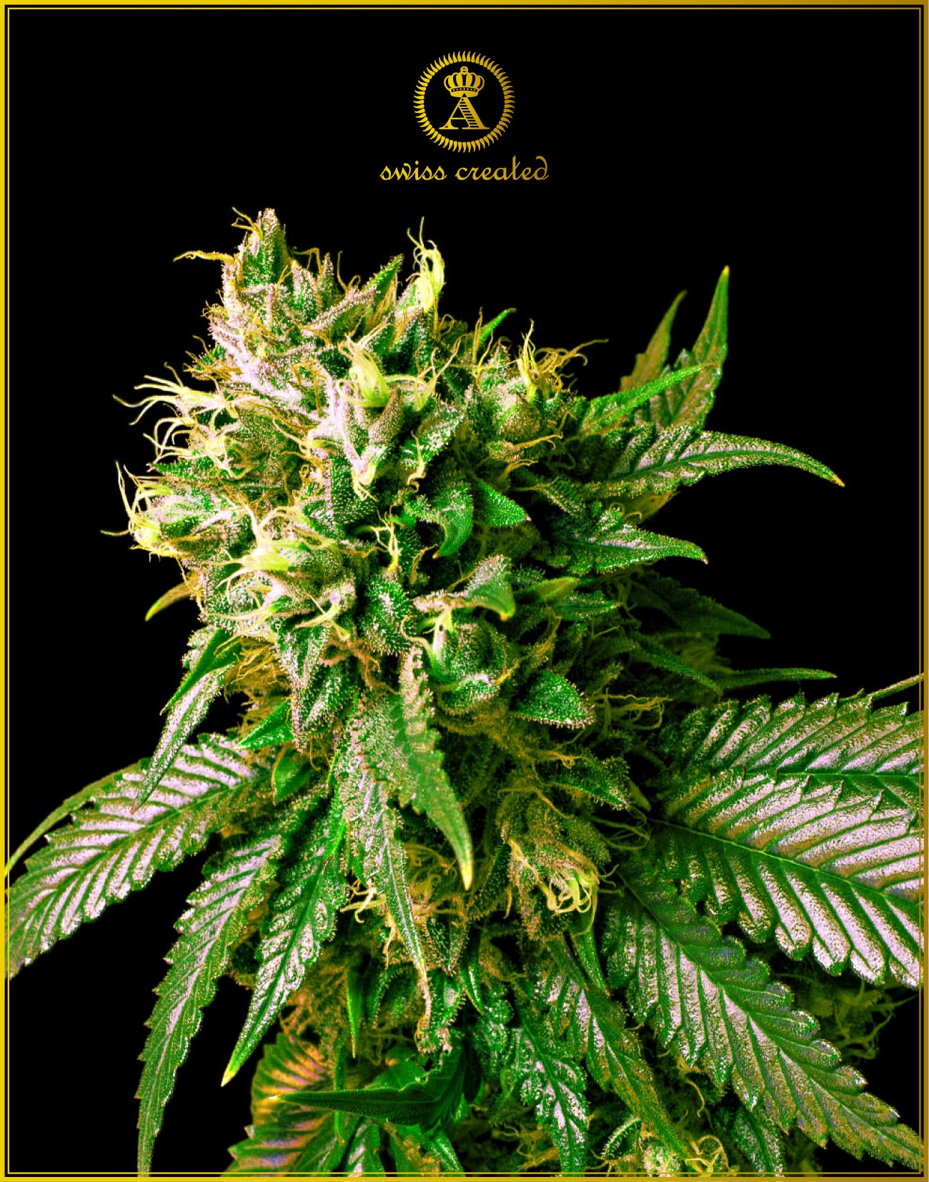 Strong Skunk