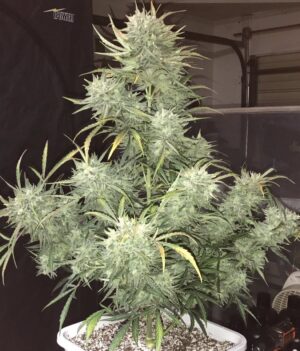 Strong Stuff Auto