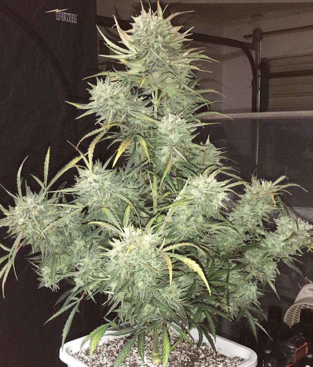 Strong Stuff Auto