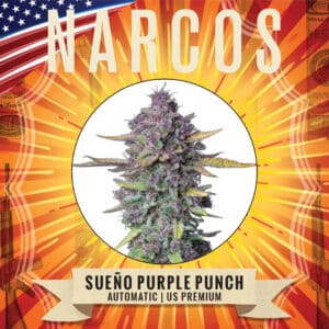 Sueño Purple Punch