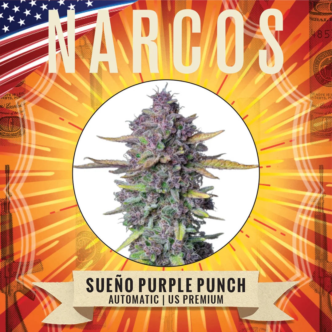 Sueño Purple Punch