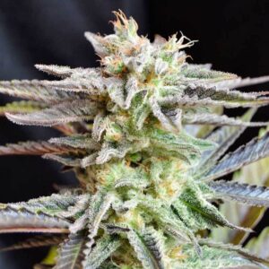 Sugar Black Rose
