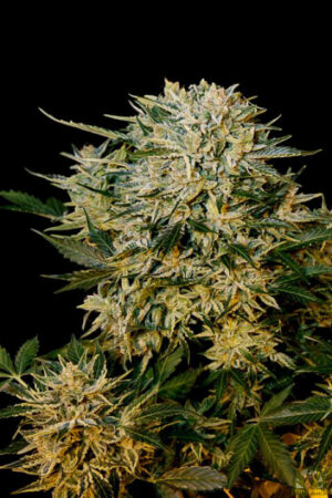 Sugar Gom Auto