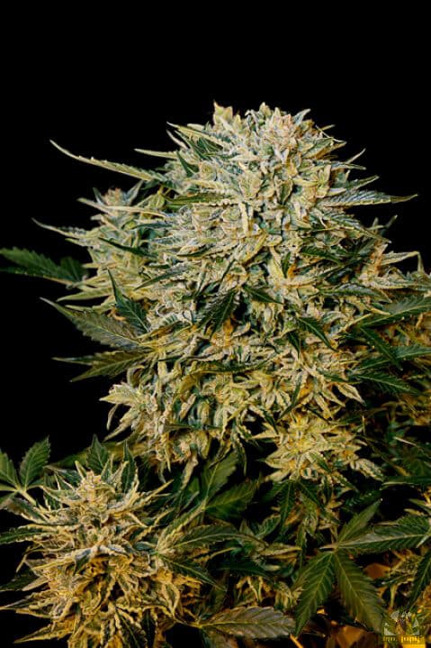Sugar Gom Auto