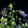 Sunset Sherbet (Pyramid Seeds)