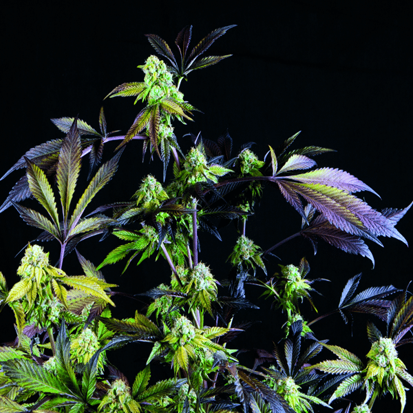 Sunset Sherbet (Pyramid Seeds)