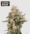 Super Boof Auto