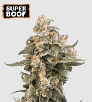 Super Boof Auto