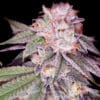 Super Boof (Sacred Terps)