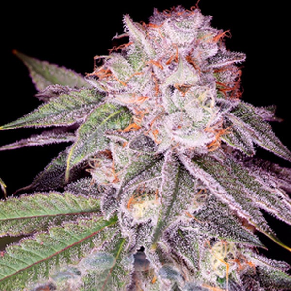Super Boof (Sacred Terps)