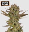 Super Boof (Seedstockers)