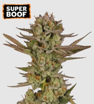 Super Boof (Seedstockers)