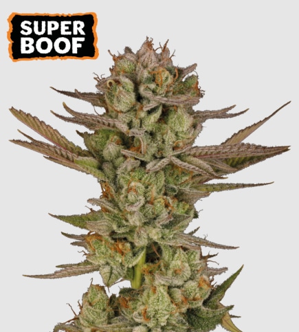 Super Boof (Seedstockers)