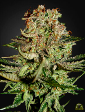 Super Critical