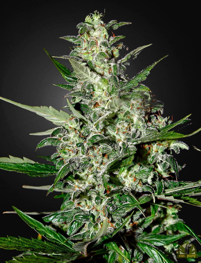 Super Critical Auto