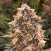 Super Glue #4 Auto