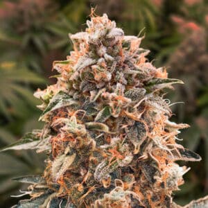 Super Glue #4 Auto