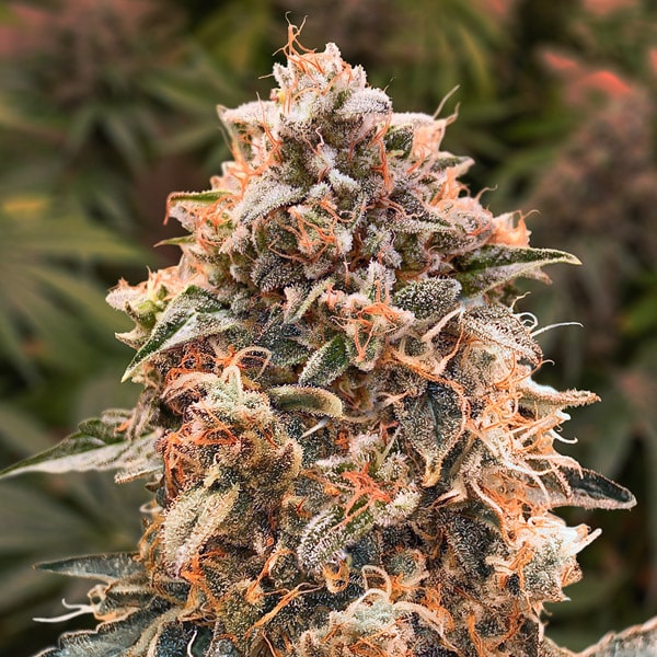 Super Glue #4 Auto