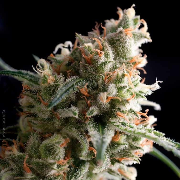 Super Hash