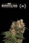 Superior Blackberry Gum