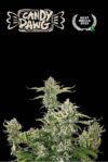 Superior Candy Dawg Auto