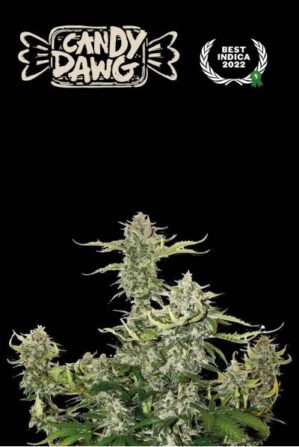 Superior Candy Dawg Auto