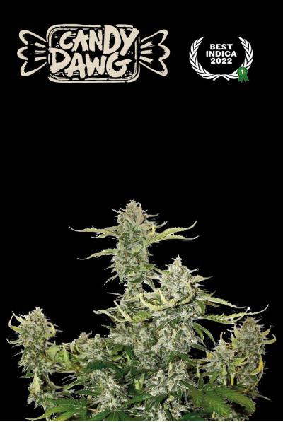 Superior Candy Dawg Auto