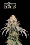 Superior Mandarin Panties Auto