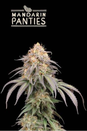 Superior Mandarin Panties Auto