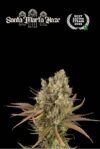 Superior Santa Marta Haze Auto