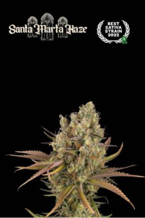 Superior Santa Marta Haze Auto