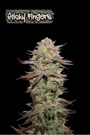 Superior Sticky Fingers Auto