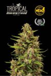 Superior Tropical Zmoothie Auto