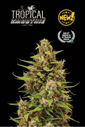 Superior Tropical Zmoothie Auto