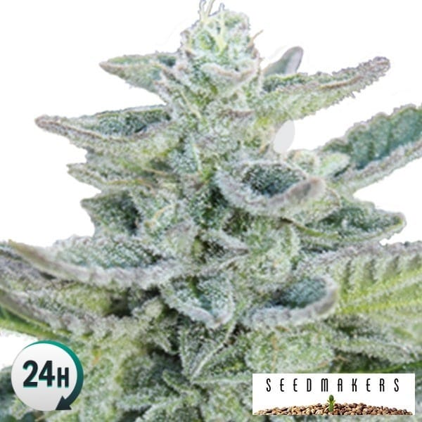 Superkush