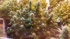 Super Kush (Phoenix Seeds)