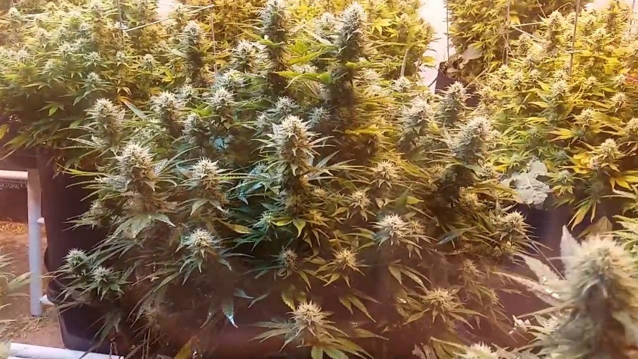 Super Kush (Phoenix Seeds)