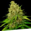 Super Larry Og