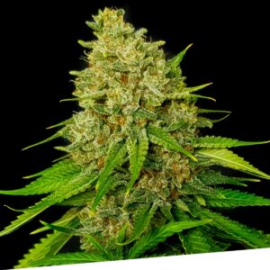 Super Larry Og