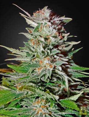 Super Lemon Haze Auto