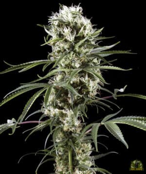 Super Lemon Haze (Green House Seed)