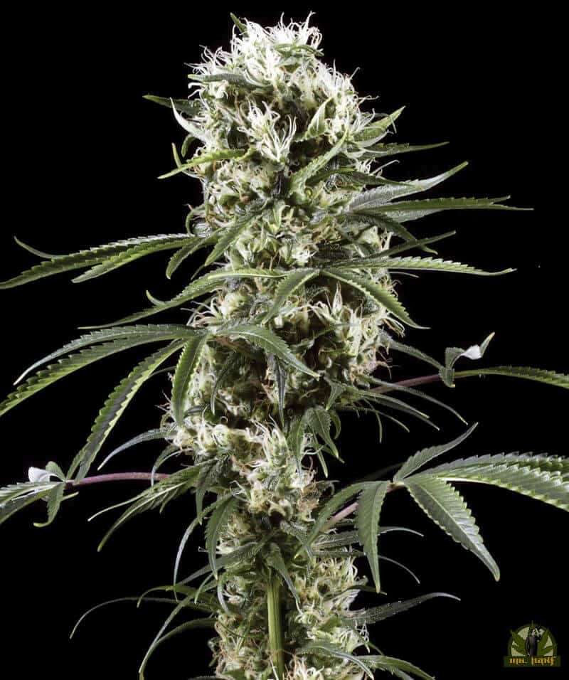 Super Lemon Haze (Green House Seed)