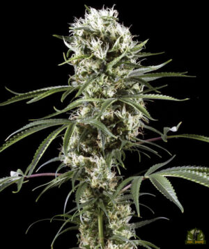 Super Lemon Haze (Green House Seed)