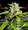 Super Lemon Haze (Lineage Genetics)