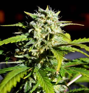 Super Lemon Haze (Lineage Genetics)